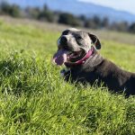 Image of a dog laying in the grass at Alston Park in Napa, CA