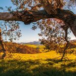 Image of Helen Putnam Park in Petaluma, CA from under an oak tree