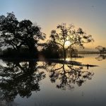 Laguna de Santa Rosa at sunrise with silhouetted trees reflected in calm floodplain water and birds flying above in Sebastopol, CA.